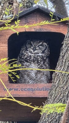 Emira Property Fund's owl and bat box initiative - Winking owl  .jpg