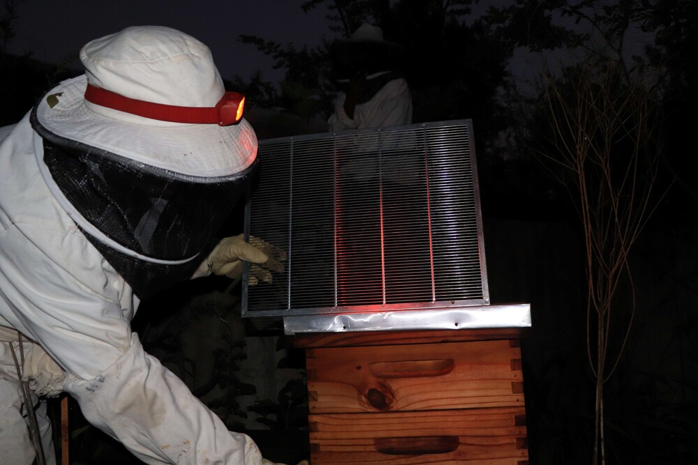 Emira's Bee Hive .jpg