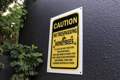 Emira's Bee Hive - Bees Busy at Work .jpg