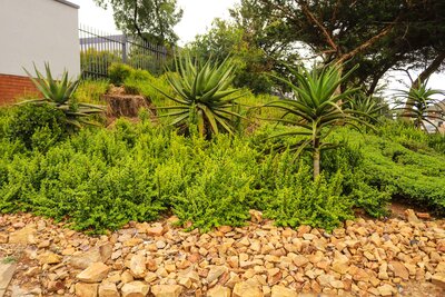 670 spekbooms have been planted at 26 of Emira’s properties across South Africa.jpg