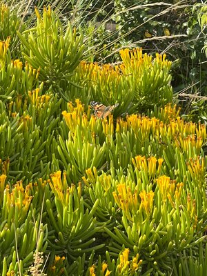 Bush senecio at Emira Property Fund's Knightsbridge Office Park.jpg