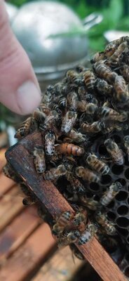 Woodlands Office Park - Queen Bee and Bees.jpg