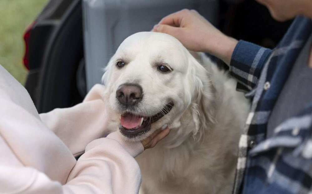 Zurich lanza en España el seguro veterinario 'petolo' - SegurosNews