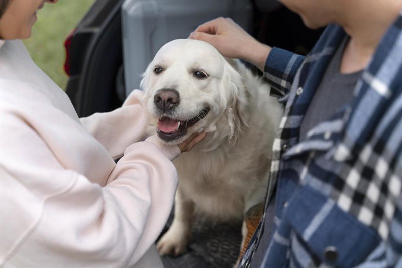 Economía/Finanzas.- Zurich impulsa en España su InsurTech de seguros para mascotas con pólizas de...