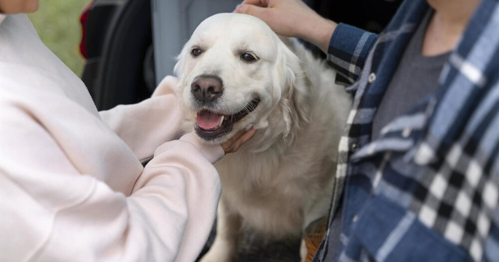 Seguros digitales para mascotas de Zurich desde 16,9 €