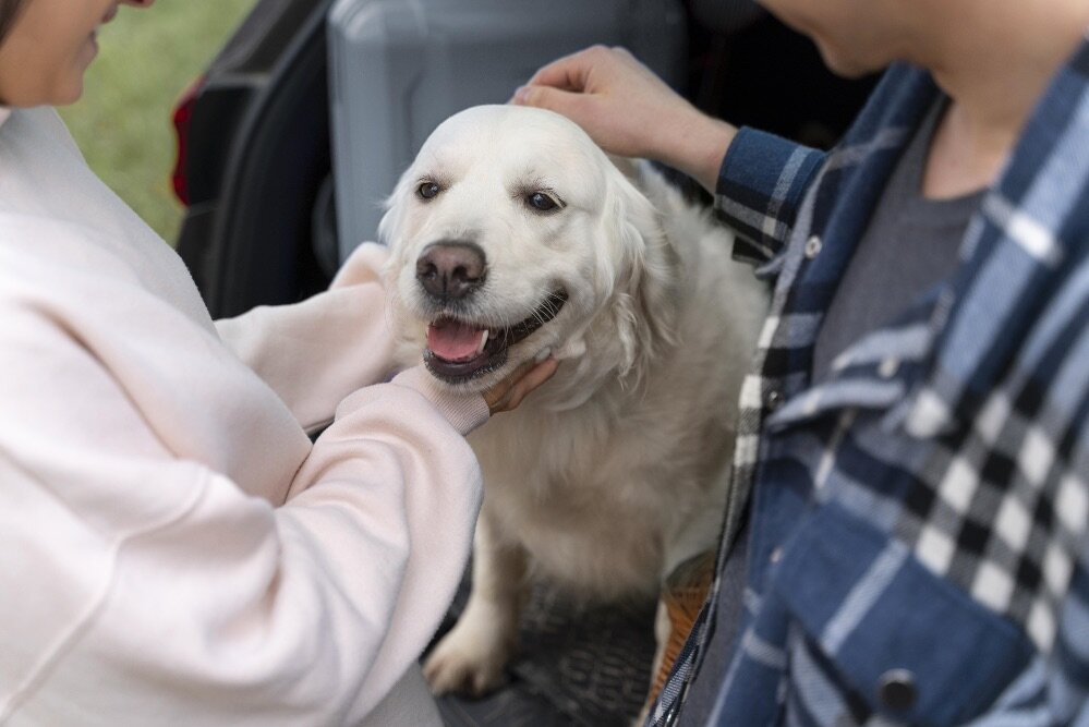 petolo desembarca en España con seguro veterinario digital y cobertura de enfermedades congénitas...