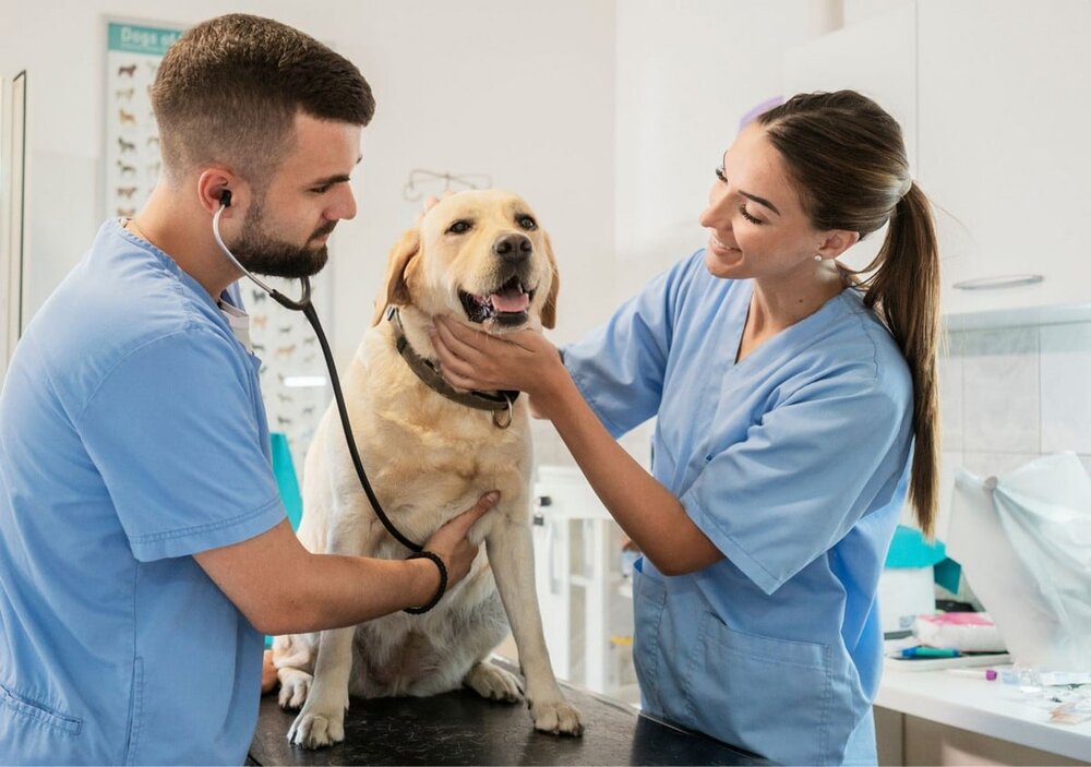 El capital riesgo y las grandes aseguradoras entran en el nicho del seguro digital veterinario
