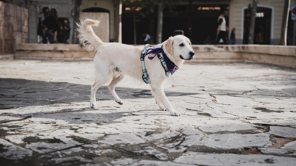 Acaba de llegar a España un nuevo seguro para mascotas: cobertura desde el primer día y reembolso...