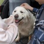 Zurich impulsa en España su InsurTech de seguros para mascotas con pólizas desde 16,9 euros al me...