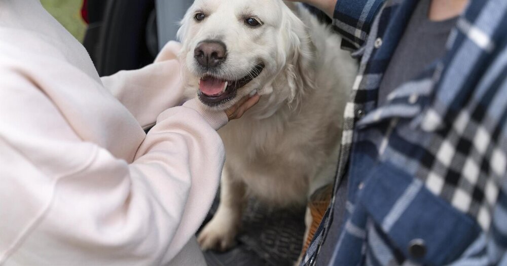 Zurich impulsa en España su InsurTech de seguros para mascotas con pólizas desde 16,9 euros al mes