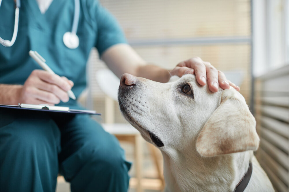 Petolo (Zurich) se expande en España con pólizas veterinarias digitales - Business People