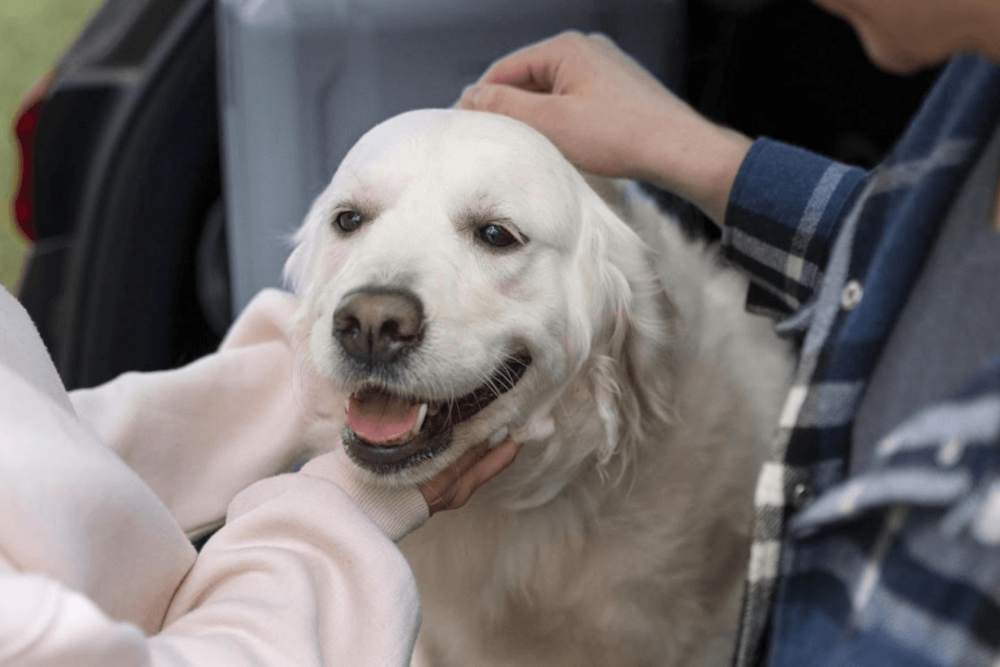 La InsurTech getolo lanza en España petolo un seguro para perros y gatos con cobertura desde el p...