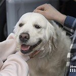 La InsurTech alemana getolo lanza en España su marca de seguro veterinario digital petolo