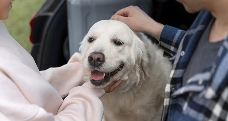 Zurich entra en el seguro de mascotas en España con petolo