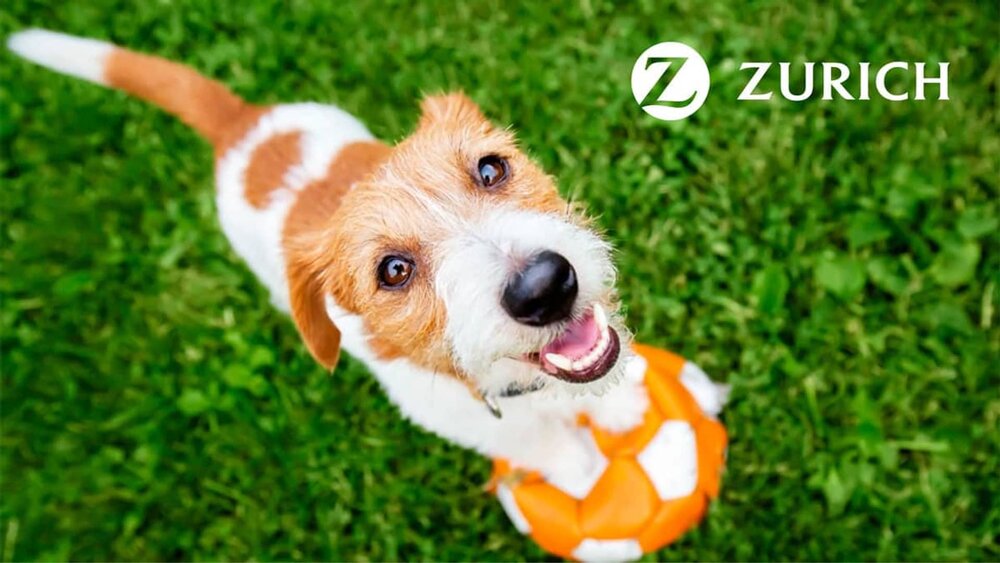El nuevo seguro veterinario de Zurich permite ir a cualquier clínica y reembolsa la factura en 24...