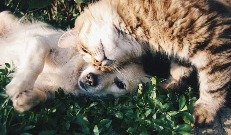 Seguros para mascotas en España: el filón de 5.770 millones que atrae a aseguradoras y capital ri...